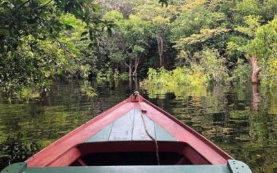 Menjelajahi Hutan Hujan Amazon Indonesia: Surga Tersembunyi di Bumi Khatulistiwa