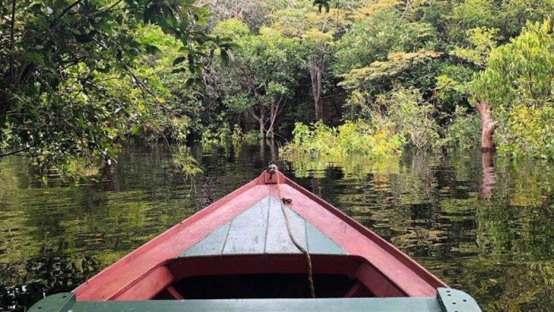 Menjelajahi Hutan Hujan Amazon Indonesia: Surga Tersembunyi di Bumi Khatulistiwa
