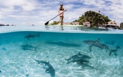 Menyelami Keindahan Bawah Laut Raja Ampat