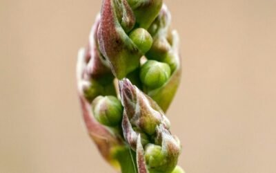 Exploring Yogyakarta: A Traveler’s Guide to Culinary Delights, Shopping, and Cultural Experiences