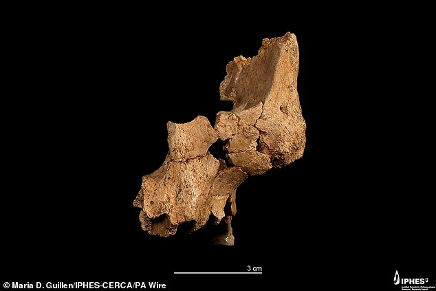 Oldest Human Face Revealed: Ancient Spaniard Lived 1.4 Million Years Ago