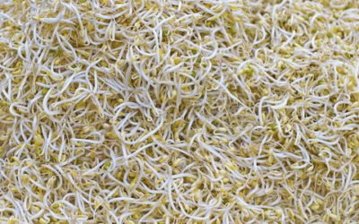 6 Makanan yang Lebih Baik Tidak Dikonsumsi Mentah