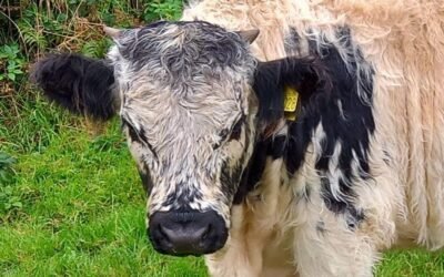 Ancient Welsh Cattle Struggle for Survival