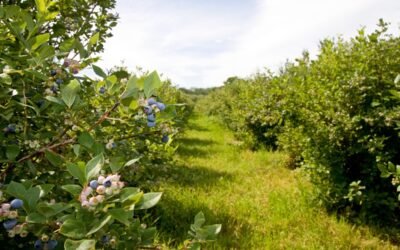 Romanian Blueberry Farmer Invests €8M in State-of-the-Art Processing Facility