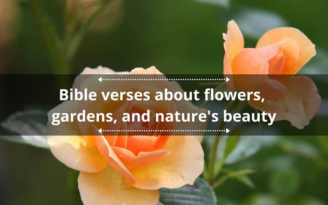 Blooms and Blooms: 25 Inspiring Bible Verses on Nature’s Beauty