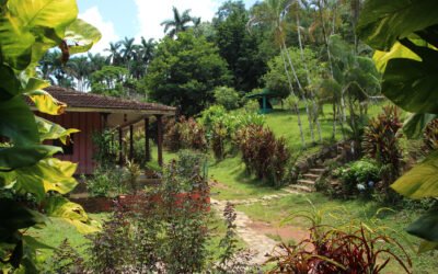 Hike Through Paradise: Discover Topes de Collantes, Cuba’s Hidden Gem
