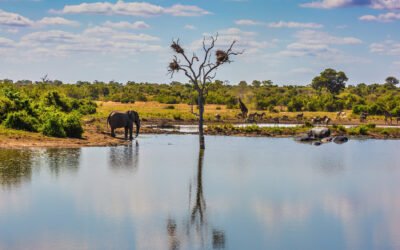 Safari Secrets: Everything You Need to Know About Exploring Kruger National Park