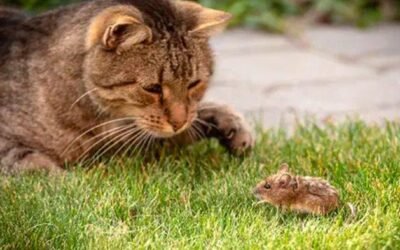 10 Keuntungan Memelihara Kucing di Rumah: Dari Kesehatan Mental hingga Pengusir Kesepian