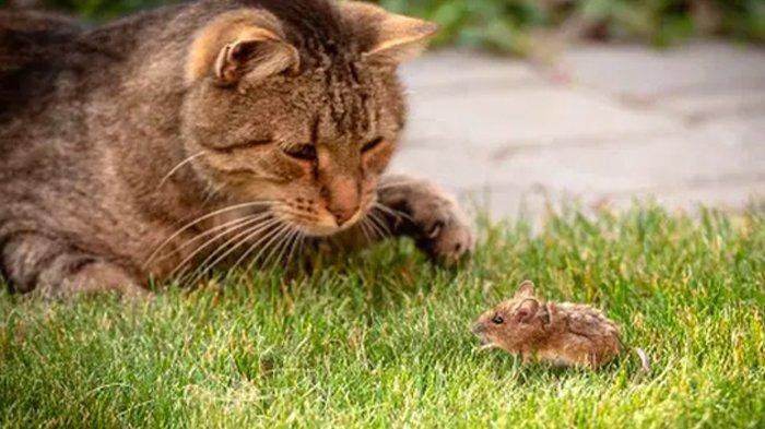 10 Keuntungan Memelihara Kucing di Rumah: Dari Kesehatan Mental hingga Pengusir Kesepian