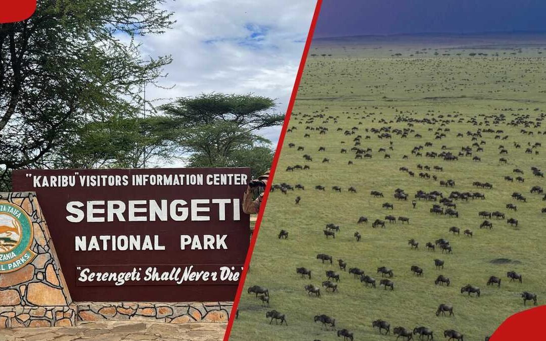 Best Time to Visit Serengeti: Essential Tips for Your Trip