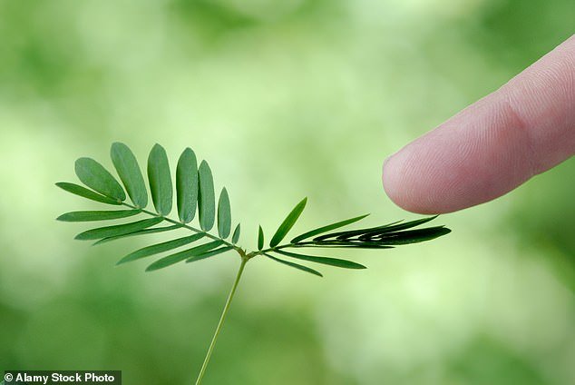 I’m a Scientist: The Surprising Truth About Plant Consciousness