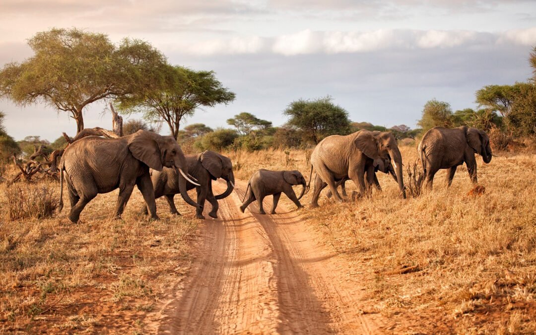 Top 6 Countries for an Unforgettable Safari Adventure Worldwide