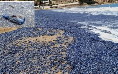Mallorca’s Beaches Blanketed by Mysterious Blue Slime