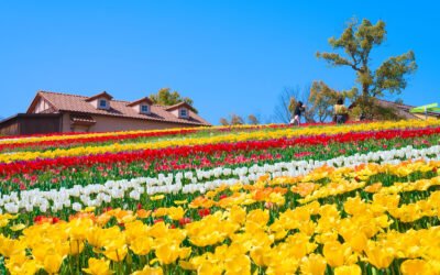 Harvest Hill: International English Edition