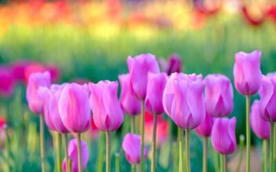 Tulips in Bloom: Rokko Island Festival (International English Edition)